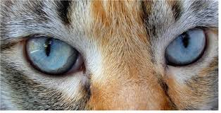 Obsessed With Eye Foots Nature Animals Wild Eyes Lizard Eye