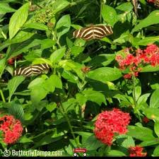Image result for Pentas herbacea