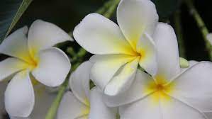Place your flowers on it. Hawaiian Plumeria Flowers Used To Stock Footage Video 100 Royalty Free 11059514 Shutterstock