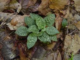 Image result for Goodyera