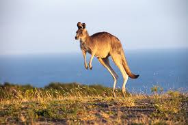 Image result for kangaroo