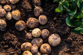 What to grow with pumpkin? Understanding Companion Plants For Growing Potatoes