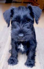 Black And White Miniature Schnauzer Pin By Teri Penman On Pets Miniature Schnauzer Schnauzer Cute Animals