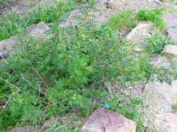 Image result for Indigofera drepanocarpa