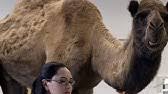Jukinvideo is the leading viral video community channel dedicated to showcasing the hottest ugc videos from across the web. Hump Day Camel Uh Oh Guess What Day It Is Hump Day Camel Youtube