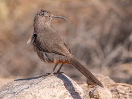 Image result for Entada chrysostachys