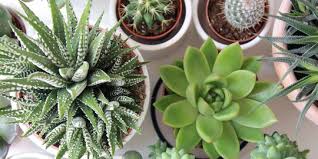 Berikut 10 jenis kaktus unik yang ada di dunia : 10 Jenis Kaktus Mini Cantik Yang Cocok Untuk Dekorasi Ruangan Merdeka Com