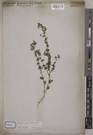 Image result for Indigofera congesta