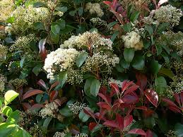 Planting the skip laurel shrub. Five Awful Plants For The Front Of Your House Southern Living