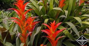 We did not find results for: How To Grow Bromeliads Gardening Channel