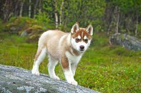 Adorable Red Siberian Husky Puppy Siberianhusky Siberian Husky Training Husky Dogs Siberian Husky Dog