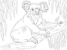 Select from 35870 printable coloring pages of cartoons, animals, nature, bible and many more. Koala Sits On A Branch Coloring Page Free Printable Coloring Pages For Kids