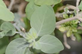 Image result for Hypoestes triflora