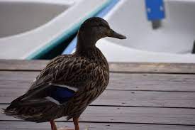 You'll keep the ducks away from temptation, and avoid the risk of duck poo on your raw veggies. How To Keep Ducks Off My Dock And Out Of My Yard And Garden