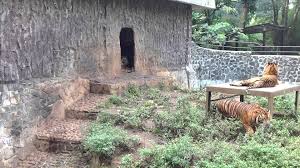 Bersama dengan sang istri sarwendah dan buah hati mereka thalia putri onsu, keluarga kecil ini tengah liburan di kebun binatang. Kebun Binatang Bandung Airy Rooms Blog