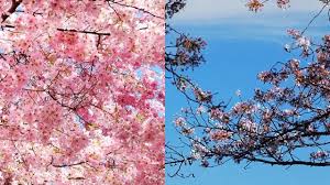 National Cherry Blossom Festival Fun Facts Cherry Blossom Festival Cherry Blossom Blossom