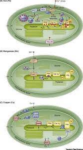 We did not find results for: Chloroplast Transition Metal Regulation For Efficient Photosynthesis Trends In Plant Science
