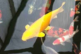 Nàng tiên cá được nhắc đến trong các tác phẩm dân gian, văn học, và văn hóa nổi tiếng. Nhá»¯ng Ä'iá»u Cáº§n Biáº¿t Khi Nuoi Ca Chep Vang