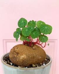 Image result for Stephania cyanantha