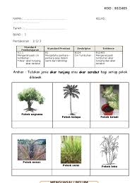 Nama latin sawit adalah elais guinensis. B1d4e5
