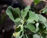 Image result for Commicarpus helenae