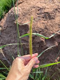 Image result for Setaria sphacelata