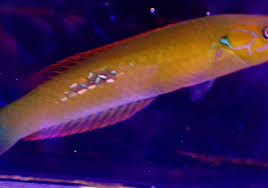 Image result for Nero Oceano 2005 159