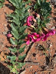 Image result for Harpagophytum zeyheri