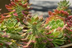 Image result for Monadenium lugardiae