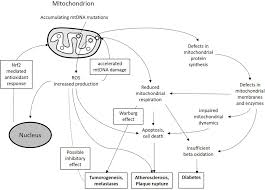Digestive gain of weight may be in persons without weight. Frontiers The Role Of Mitochondrial Dysfunction In Vascular Disease Tumorigenesis And Diabetes Molecular Biosciences
