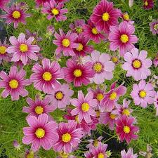 Image result for Cosmos