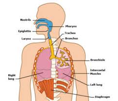 Simple picture of respiratory system. Respiratory Organs Human Respiratory System Functions With Videos