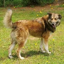 This is a powerful and majestic mixed dog that despite having an intimidating appearance and weighing up to 120 pounds, makes a great companion. Dog For Adoption Zoe A German Shepherd Dog Great Pyrenees Mix In Newnan Ga Petfinder