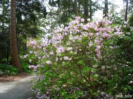 Rhododendron Schlippenbachii Like A Dappled Spot With Shade From The Afternoon Sun Acidic Soil Good Fall Color Rhododendron Plants Azaleas