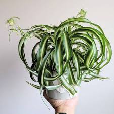 Image result for Chlorophytum