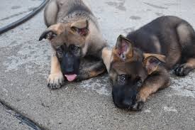 We have made available our amazing sable german shepherd puppy (female). German Shepherd Puppies For Sale Allen Park Mi 300760