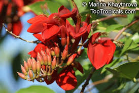 Image result for Erythrina fusca