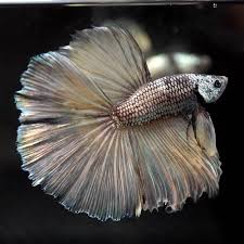 Betta Fish Betta Fish Ideas Bettafish Fishbetta Live Betta Fish Silver Custard Rosetail Hm Male 796 25 00 End Date Saturday Betta Fish Betta Fish