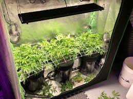 Check spelling or type a new query. Grow Lights Canada Start Growing Your Own Cannabis With A Grow Light That Fits Your Budget And Grow Space Www Growlightscanada Ca Fast Delivery In Canada Quantumboards Cannabis Horticulture Facebook