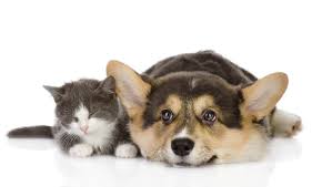 Reputed corgi breeders and websites. All Aboard Yes Even Pets Amtrak Nj Transit Now Allow Cats And Dogs On Trips