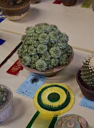 Participă la o convenție internațională bienală. 2010 Intercity Show Ortegocactus Cactus Cacti And Succulents Cactus And Succulents