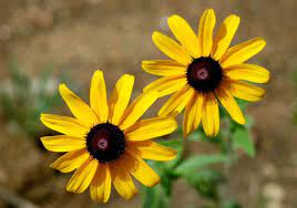 Check spelling or type a new query. 15 Flowers You Need To Grow In Georgia Features Albanyherald Com