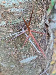 Image result for Rhynchosia procurrens