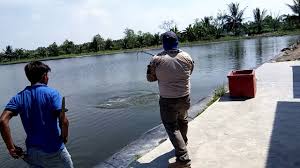 Mancing Ikan Kakap Di Kolam Pancing Acun Hamparan Perak Youtube
