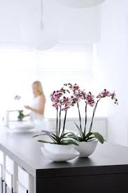 Fiore simile all'orchidea il prezzo si riferisce alla singola piantina. Il Fiore Farfalla Verde E Paesaggio