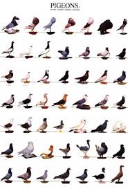 28 Best Pigeon Images In 2019 Pigeon Pigeon Breeds