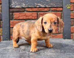Look at pictures of dachshund puppies who need a home. Brittany Dachshund Puppy For Sale In Ephrata Pa Happy Valentines Day Happyvalentinesday2016i