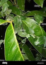 Image result for Cocculus hirsutus