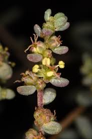 Image result for Suaeda vermiculata