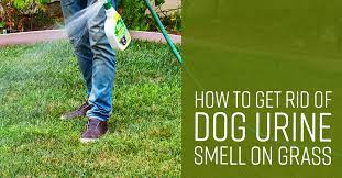 If your dog is being toilet trained, experiencing a health condition or simply has a little accident, you'll be immediately glad to know how to get rid of the smell. How To Get Rid Of Dog Urine Smell On Grass Simple Green